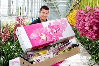 🌷 Hledáme pracovité páry do Nizozemska 🌷