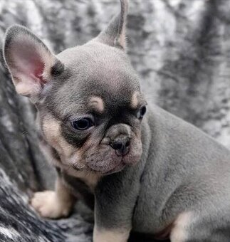 Francouzský buldoček - 1