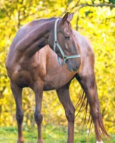 Klisna achal teke s vybavením