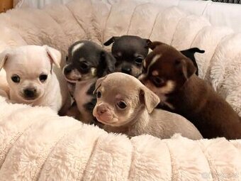 Čivava krátkosrstá kluci