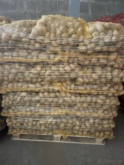 Brambory k uskladnění