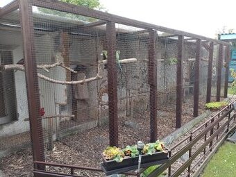 Papoušci na prodej .....