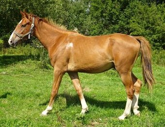 Prodám valacha Kůň Kinský,