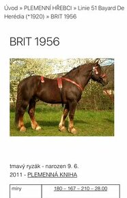 Plemenný hřebec ČMB -  1956 Brit