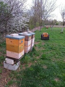 Včelstva i úli