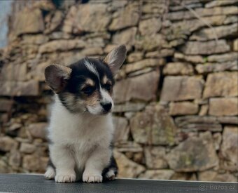 Welsh corgi pembroke s PP