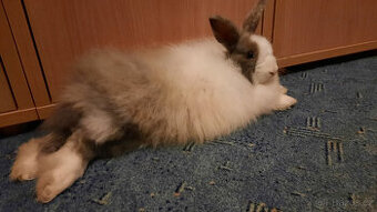 Zakrslý králík + klec s výbavou