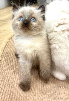Ragdoll kočička