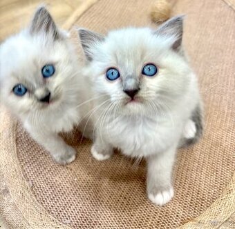 Luxusní ragdoll koťátka