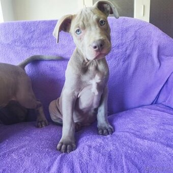 Americký pitbulterier pitbul pitbull