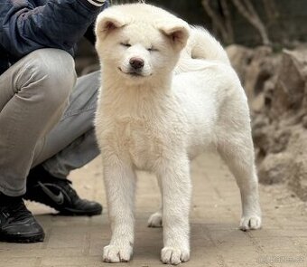 Akita Inu s PP