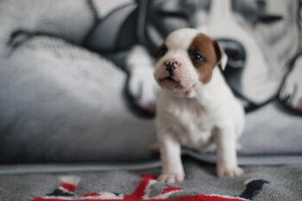 Stafordširský bullterrier Překrásná fenka s rodokmenem FCI