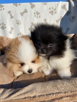 Pomeranian, špic, oranžový špic, pomik