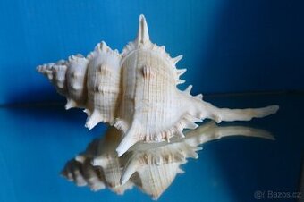 Cicoreus pliciferoides - 1