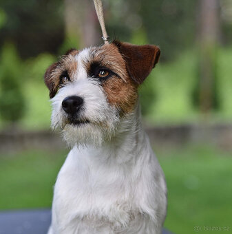 Jack Russell teriér - FENKA k adopci