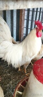 Leghorn