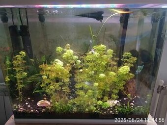 Akvarium 72l včetně osazenstva