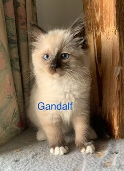 Koťátka Ragdoll s PP