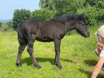 shetland pony s PP hřebeček