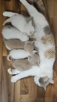 Britská koťátka s PP Fife