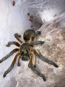 Harpactira pulchripes