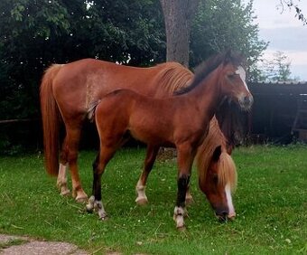 Klisna s hříbětem Welsh pony B