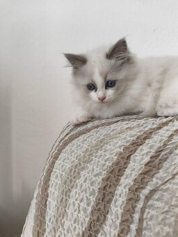 Ragdoll bez PP