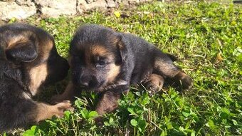 Německý ovčák - štěňata s PP