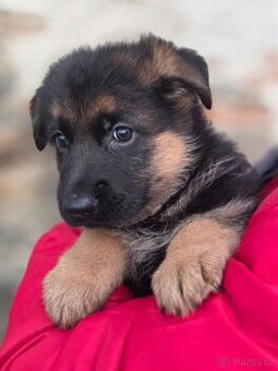 Německý ovčák - štěňata s PP
