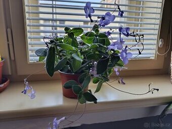 Streptocarpus saxorum (tořivka)