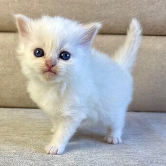 Něvská Maškaráda - holčička Omega s PP - 1