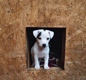 štěňata Jack Russell teriér