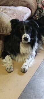 Krytí pes Border kolie