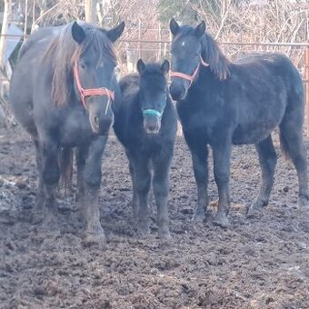 Predám chladnokrvné kone.