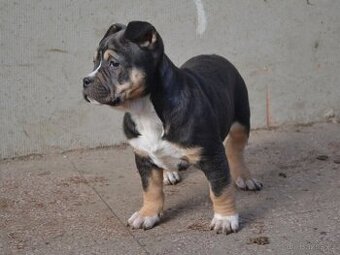American bully pocket / sharpei