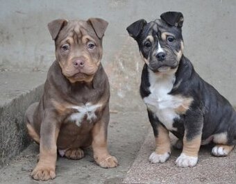 American bully pocket / sharpei - 1