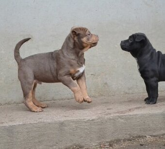 American bully pocket / sharpei