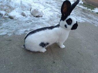 Německý Obrovitý Strakáč  č 2