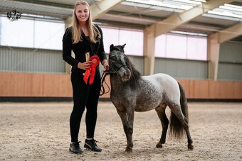 Plemenný hřebec minihorse - miniappaloosa - 1