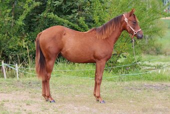 Na prodej: BR Walla Whiz Electric