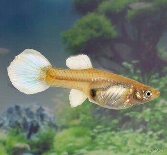 Prodej živorodek. Paví očko (živorodka duhová)