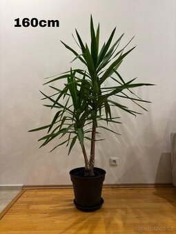 Yucca elephantipes (Juka) různé velikosti