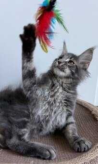 Mainska myvali kotata s PP - 1