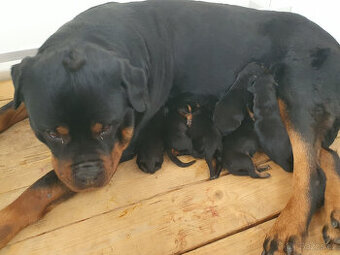 Rottweiler šteňatá