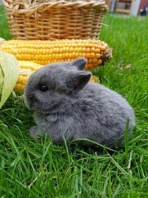 Miminko zakrslý modrý králík kluk - 1