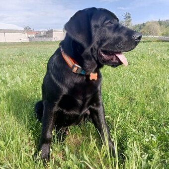 Labrador