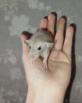 Potkan dumbo - 1