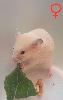 Křeček syrský/zlatý - mláďata IHNED K ODBĚRU