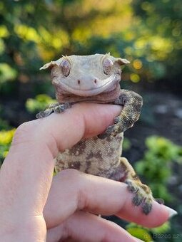 Pagekon řasnatý / ciliatus