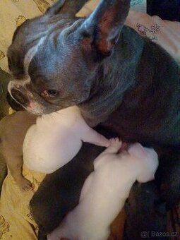 Francouzský buldoček štěňata